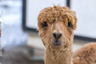 Şirin bir alpaka portresi. Evcil hayvan çiftliğindeki güzel lama çiftlik hayvanı.