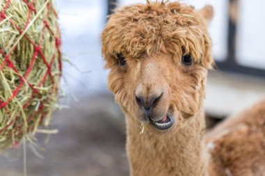 Şirin bir alpaka portresi. Evcil hayvan çiftliğindeki güzel lama çiftlik hayvanı.