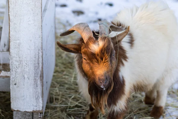 Close up portrait of funny cute goat. Beautiful Goat farm animal at petting zoo. — Stock Photo, Image