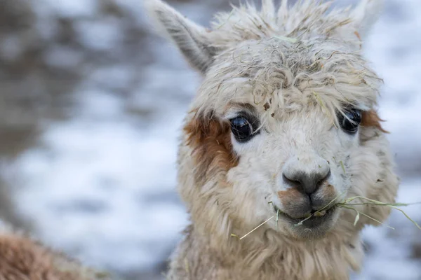 Portrait of a cute alpaca. Beautiful llama farm animal at petting zoo. — Stock Photo, Image