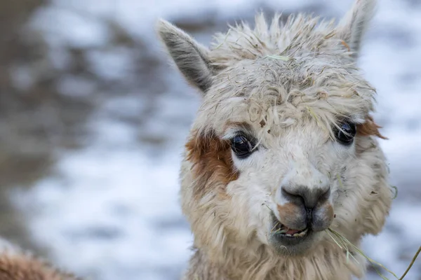 Portrait of a cute alpaca. Beautiful llama farm animal at petting zoo. — Stock Photo, Image