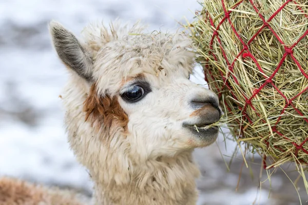 Portrait of a cute alpaca munching on hay. Beautiful llama farm animal at petting zoo. — Stock Photo, Image