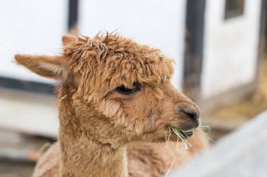 Çim yiyip çiğneyen komik bir alpaka. Evcil hayvan çiftliğindeki güzel lama çiftlik hayvanı.