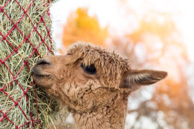 Samanı yiyen sevimli alpaka. Evcil hayvan çiftliğindeki güzel lama çiftlik hayvanı.