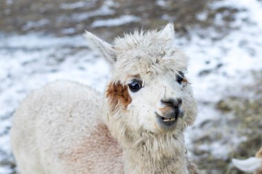 Samanı yiyen komik alpaka. Evcil hayvan çiftliğindeki güzel lama çiftlik hayvanı.