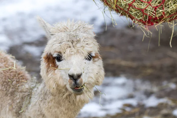 Portrait of a cute alpaca munching on hay. Beautiful llama farm animal at petting zoo. — Stock Photo, Image