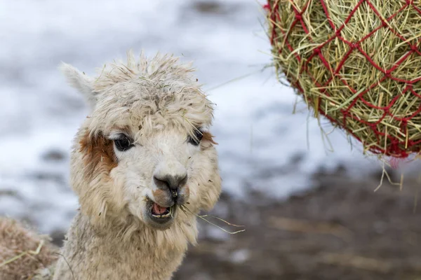 Portrait of a cute alpaca munching on hay. Beautiful llama farm animal at petting zoo. — Stock Photo, Image