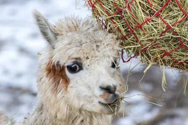 A funny alpaca close-up eating grass and chewing. Beautiful llama farm animal at petting zoo. — Stock Photo, Image