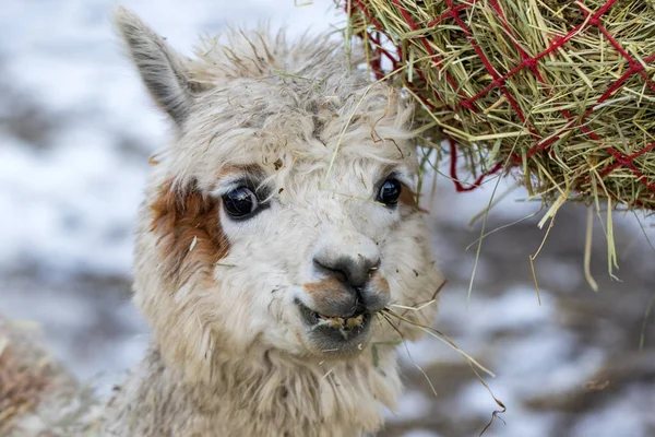 A funny alpaca close-up eating grass and chewing. Beautiful llama farm animal at petting zoo. — Stock Photo, Image