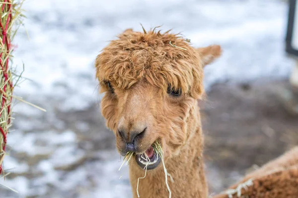 A funny alpaca close-up eating grass and chewing. Beautiful llama farm animal at petting zoo. — Stock Photo, Image