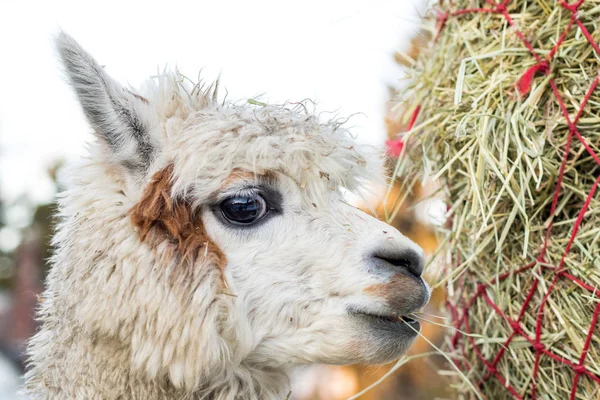 Funny alpaca eating hay. Beautiful llama farm animal at petting zoo. — Stock Photo, Image