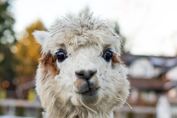 Funny alpaca eating hay. Beautiful llama farm animal at petting zoo. — Stock Photo, Image