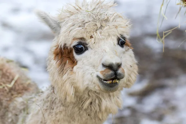 干し草の上のかわいいアルパカの群生の肖像画。ペッティング動物園で美しいラマファーム動物. ロイヤリティフリーのストック画像