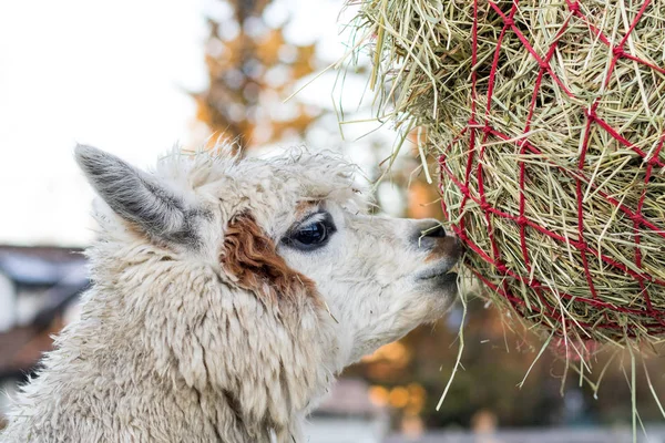 かわいいアルパカは干し草を食べる。ペッティング動物園で美しいラマファーム動物. ストックフォト