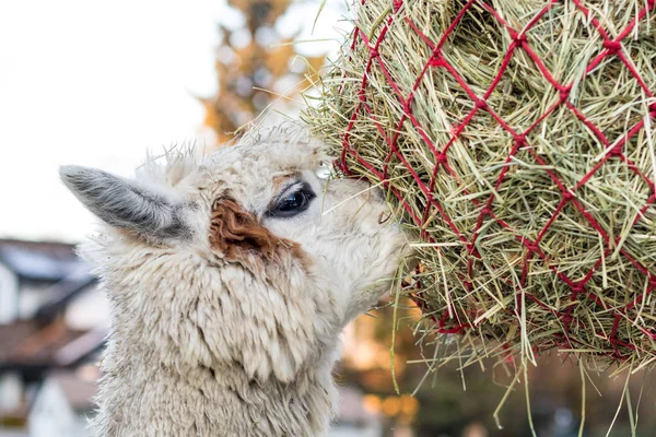 Cute alpaca eating hay. Beautiful llama farm animal at petting zoo. Royalty Free Stock Images