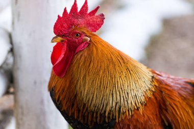 Parlak turuncu tüyleri ve kırmızı tarağı olan bir horoz