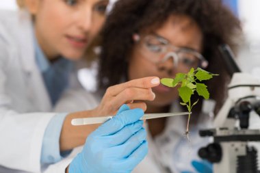 Kadın bilim adamları bitki genetik laboratuar çalışma araştırmada çalışma incelemek, iki kadın bilimsel deneyler analiz