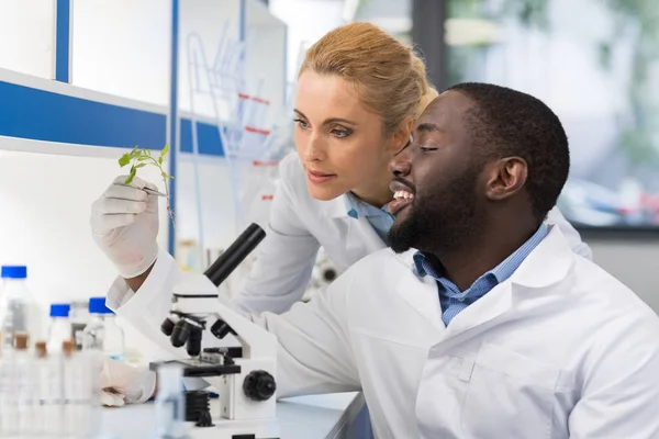 Cientistas olhando para a amostra de planta que trabalha no laboratório de genética, misturar raça casal de pesquisadores analisando o resultado da experiência — Fotografia de Stock