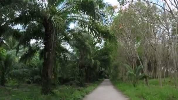 Vooraanzicht van de weg door tropisch bos actie Camera Pov — Stockvideo