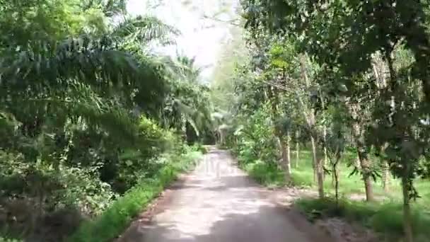 Vue de face de la route à travers la forêt tropicale Caméra d'action POV — Video