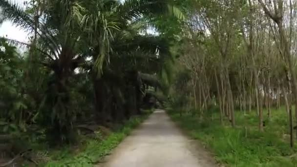 Čelní pohled na silnici přes pralesy akční kamery Pov — Stock video