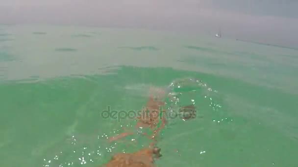 Homme Natation En Mer Avec Caméra D'action Point De Vue De L'eau — Video