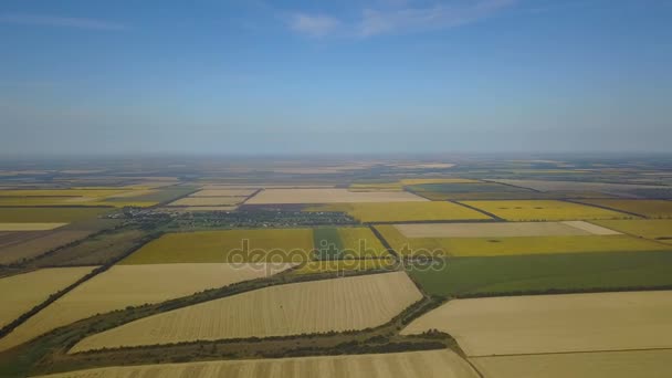 Vista aérea de los campos agrícolas cosecha cosechas, plantaciones agrícolas amarillas Drone Shot — Vídeos de Stock