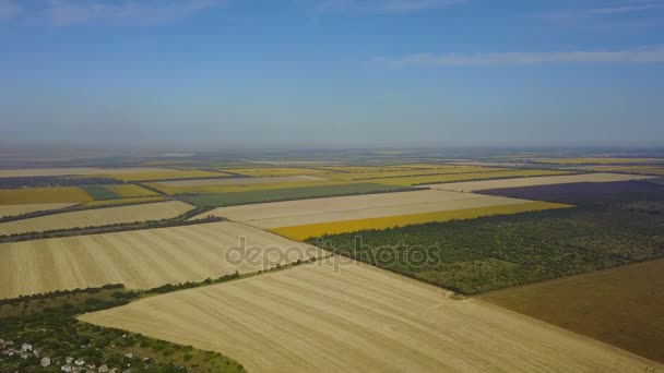 A légi felvétel a mezőgazdasági területek növények betakarítási, sárga mezőgazdasági ültetvények Drone lövés — Stock videók
