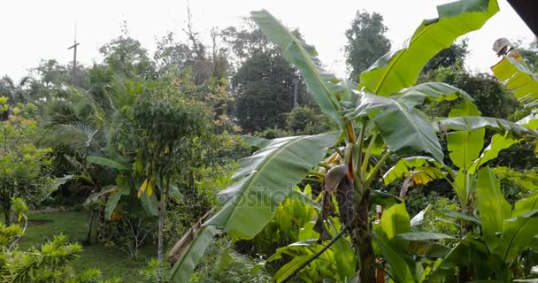 Hutan tropis Lanskap, Pohon hijau Indah Hutan hujan Asia Pemandangan — Stok Video