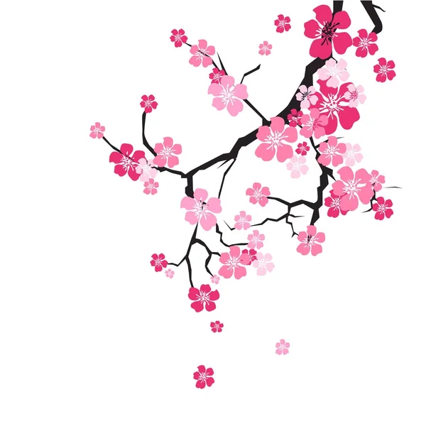 Kirschblüte Hintergrund Sakura Blüten rosa auf Zweig — Stockvektor