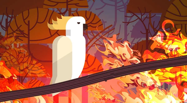 Cockatoo sedí na větev lesní požáry v Austrálii zvíře umírající v divokém ohni keře hořící stromy přírodní katastrofa koncept intenzivní oranžové plameny horizontální — Stockový vektor