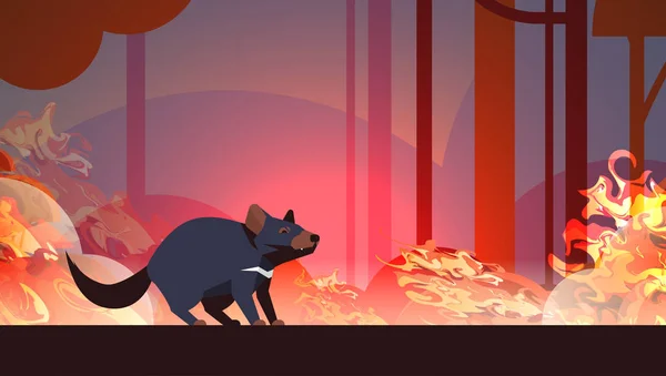 Diabo da tasmânia escapando de incêndios florestais na Austrália animal morrendo em arbustos de fogo ardente árvores conceito de desastre natural intenso chamas laranja horizontal — Vetor de Stock