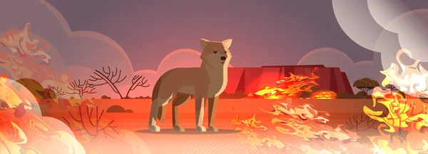 Dingo unikající z požárů v Austrálii zvíře umírající v divokém ohni keř přírodní katastrofa koncept intenzivní oranžové plameny horizontální — Stockový vektor