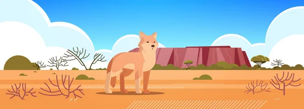 Dingo korzystających ze słońca w australii pustynia australijskie dzikie zwierzęta dzikie zwierzęta fauna koncepcja krajobraz tło poziome — Wektor stockowy