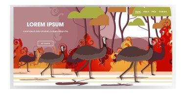 Avusturalya 'daki orman yangınlarından kaçan devekuşu ya da devekuşu orman yangınlarında ölen vahşi yangın çalı ağaçları doğal afet kavramı yoğun turuncu alevler yatay kopyalama alanı