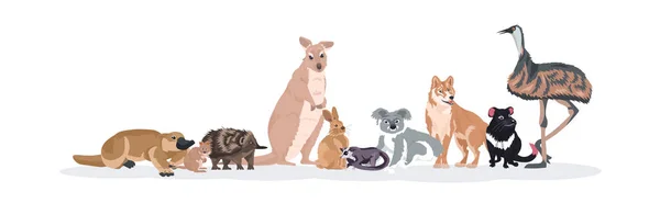 Dibujos animados en peligro de extinción animales salvajes australianos tasmanian diablo echidna avestruz ornitorrinco koala canguro conejo lobo quokka iconos fauna fauna concepto plano horizontal — Vector de stock