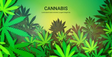 Esrar endüstriyel kenevir tarlasında marihuana yetiştiriliyor. Ticari uyuşturucu tüketimi kavramı yatay kopyalama alanı