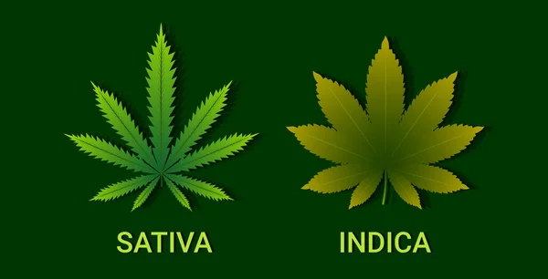 Konopí sativa a indica marihuana listí koncept spotřeby drog horizontální plochý — Stockový vektor