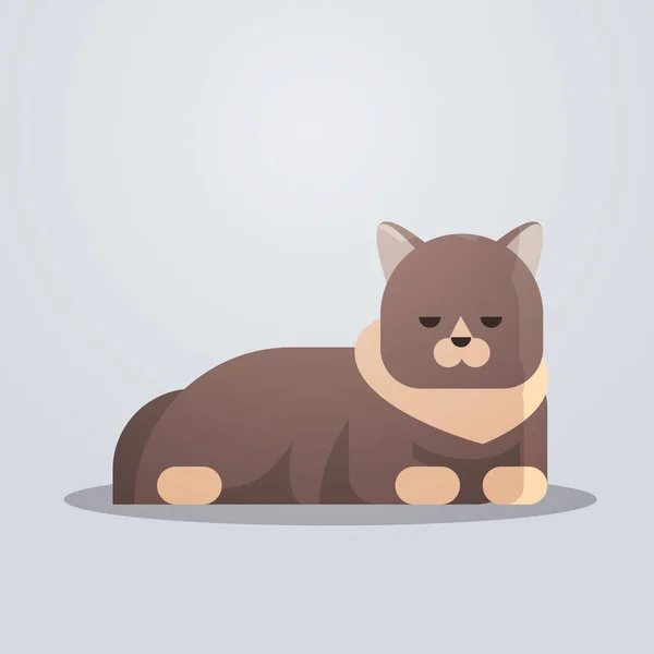 Lindo gato icono esponjoso adorable dibujos animados animal doméstico gatito hogar mascota concepto plana longitud completa — Vector de stock