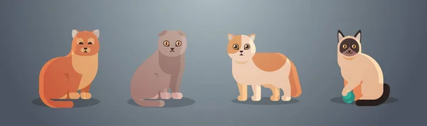 Şirin kediler pofuduk sevimli çizgi film hayvanları evcil kedi evcil hayvanlar konsepti düz yatay konsept — Stok Vektör