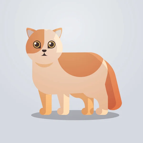 Lindo gato icono esponjoso adorable dibujos animados animal doméstico gatito hogar mascota concepto plana longitud completa — Vector de stock