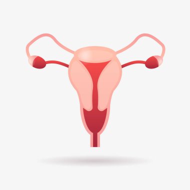 female reproductive system uterus cervix ovaries and fallopian tubes anatomy biology medicine healthcare concept flat