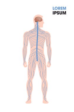 human nervous system parasympathetic sympathetic nerves connected inner organs through brain and spinal cord medical poster full length flat vertical copy space