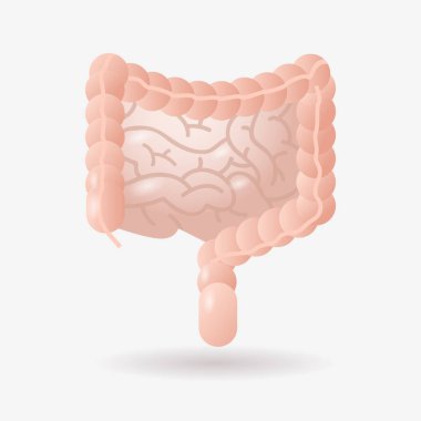 human large and small intestine digestive system gastrointestinal tract anatomy internal organ biology healthcare medicine concept flat