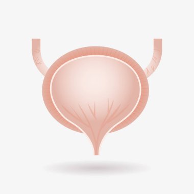 urinary bladder human internal organ anatomy healthcare medical concept flat