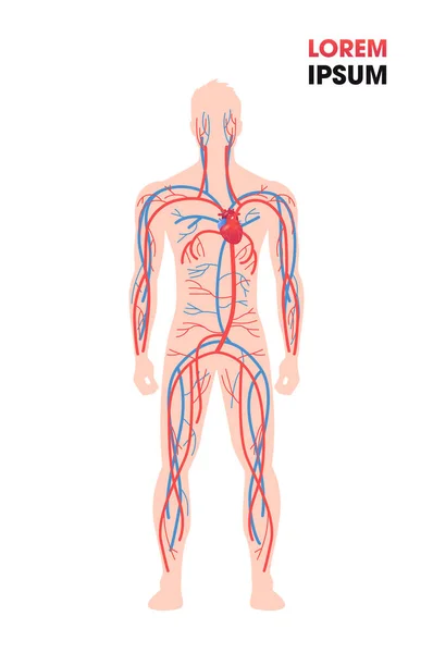 Sistema circulatório venoso arterial humano vasos sanguíneos cartaz médico comprimento total espaço de cópia vertical plana —  Vetores de Stock
