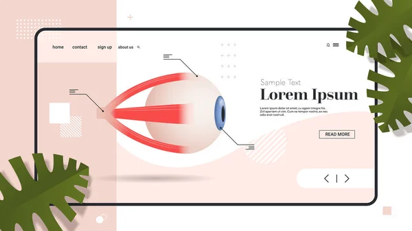 Ojo humano icono órgano interno estructura detallada globo ocular médico anatomía biología concepto plano espacio de copia horizontal — Archivo Imágenes Vectoriales