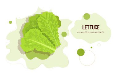 Taze yeşil marul çıkartması lezzetli sebze ikonu sağlıklı gıda kavramı yatay kopyalama alanı