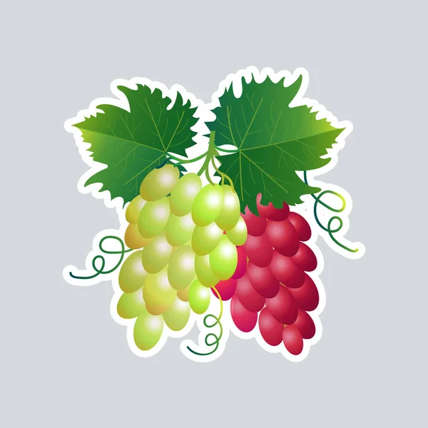 Frais juteux branche de raisin icône savoureux fruits mûrs autocollant concept de nourriture saine — Image vectorielle
