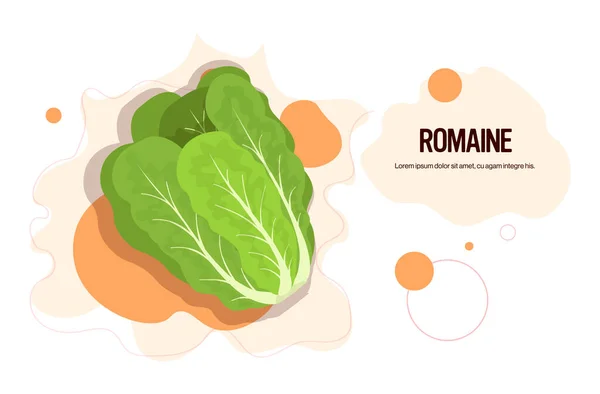 Fresco adesivo verde romaine gustosa icona vegetale sano concetto di cibo orizzontale copia spazio — Vettoriale Stock